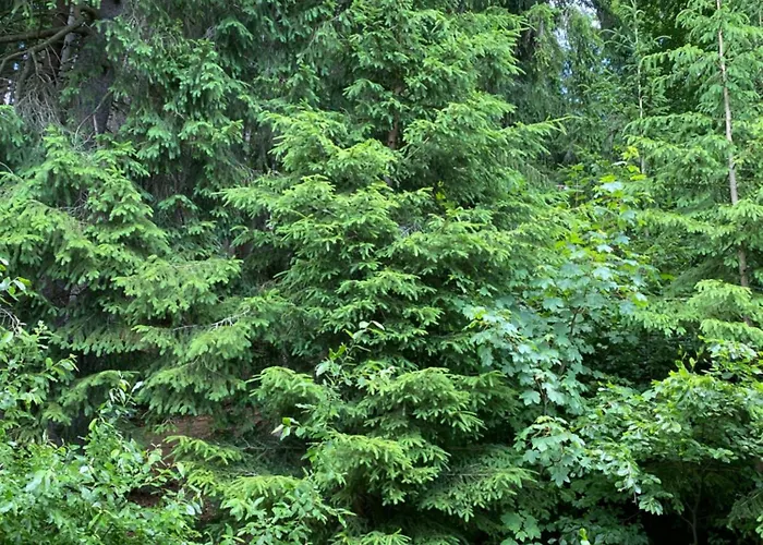 Appartement Alba Železná Ruda